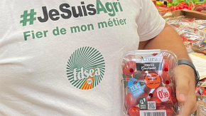 Els productors de tomàquets es queixen de les importacions de tomàquets del Marroc