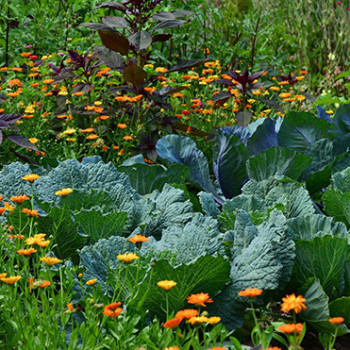 El Jardí Militant