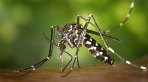 Tractament contra el mosquit tigre en un barri de Perpinyà, després de descobrir un cas de malaltia contagiosa