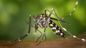 Descobrim com es controlen les poblacions de mosquits a Catalunya Nord