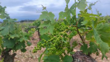 100 M€ poden ser perduts per la viticultura a casusa de la sequera