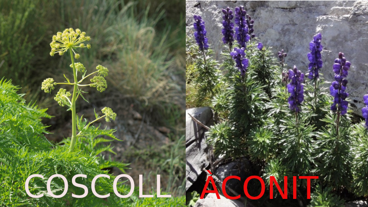 Coscoll i acònit